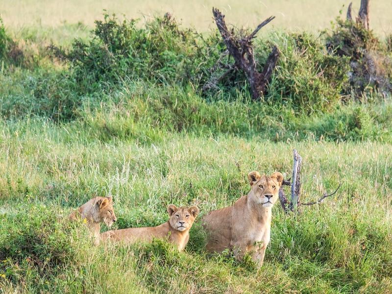 Leonas descansando en la hierba alta de una reserva natural durante un safari.