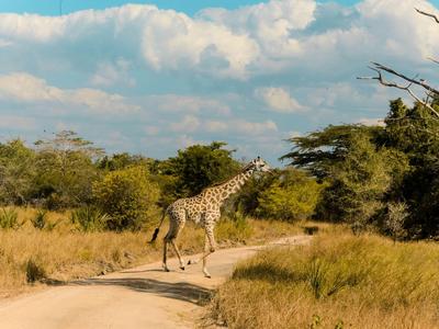 Eine Giraffe läuft auf einem Sandweg durch eine Savannenlandschaft unter blauem Himmel.