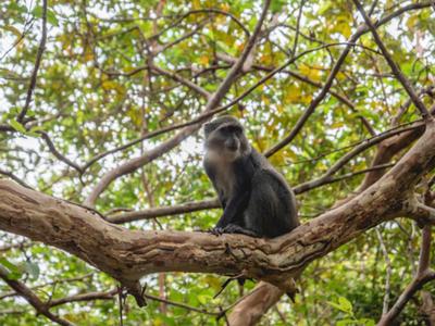 Safari Sansibar//3 Tage Lake Manyara Nationalpark + Ngorongoro