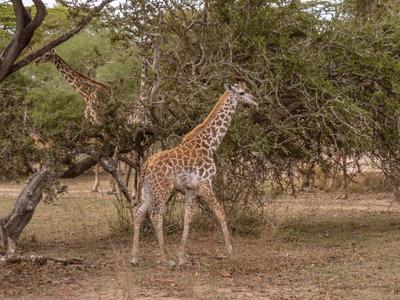 Zwei Giraffen laufen und stehen in einem offenen Waldgebiet mit Bäumen und trockenem Gras.