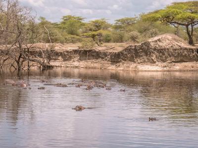 Wasserstelle mit mehreren Flusspferden und einem Dorf im Hintergrund unter bewölktem Himmel.