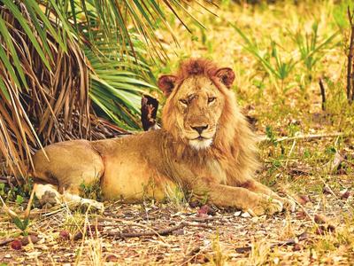 Ein Löwe liegt entspannt im Gras neben Palmenblättern.