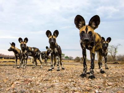 Fünf afrikanische Wildhunde stehen auf trockener Erde unter bewölktem Himmel.