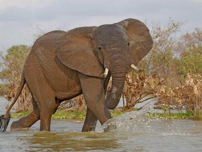 Ein Elefant watet durch flaches Wasser mit Bäumen im Hintergrund.