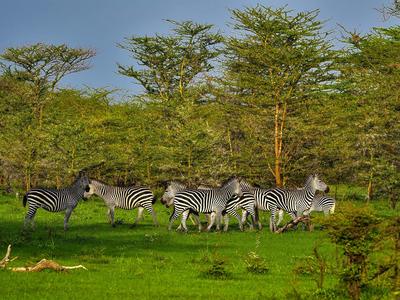 Gruppe von Zebras auf einer grünen Wiese vor Büschen und Bäumen unter blauem Himmel.