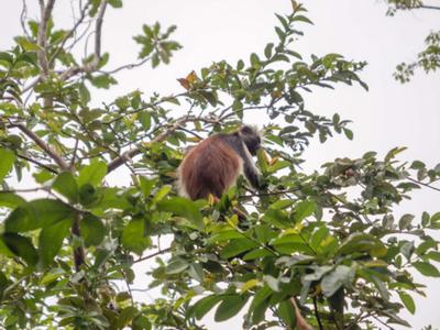 Ein Affe sitzt in einem Baum mit dichtem grünen Laub.