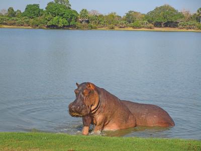 Nilpferd im Wasser eines ruhigen Sees mit Bäumen im Hintergrund.